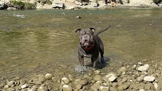 Fun at the river #dogs #weekend #yyc #calgary