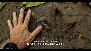 In Search of the Northern Cassowary