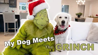 My Dog Meets The Grinch!