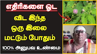 எதிரிகளை ஓட  விட இந்த ஒரு இலை மட்டும் போதும் | viruchangal benefits | life success tips in tamil