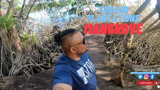 Nature Walk  |  Tobago Plantations Mangrove