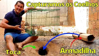 Capturamos os coelhos na toca, usando uma armadilha