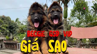 Giá Becgie Đức | 2 tháng tuổi để huấn luyện | Trại chó nghiệp vụ Thái Bình