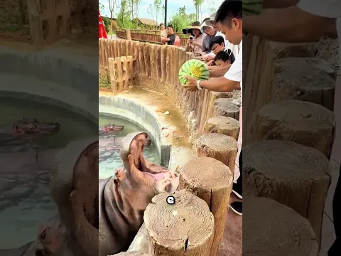 O Hipopótamo Engoliu uma Melancia Inteira! 🦛🍉