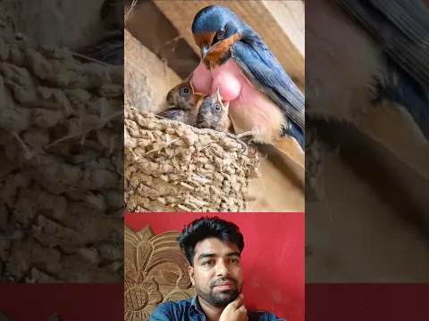 Mother means selfless love… watch till the end#shorts #treding#birds