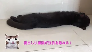 愛らしい黒猫が注目を集める！11