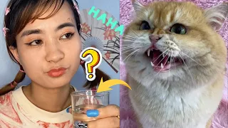 Unbelievable Tricks Smart Cat Can Do #cutekittensvideo #cats