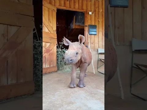 Stunning Animal Growth Revealed! #animaljourney #animaltransformation #beautifulnature