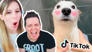 REACCIONANDO a ANIMALES GRACIOSOS de TIK TOK #4