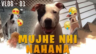 My First Short Vlog With my American pitbull Puppy!! (vlog 1) ||