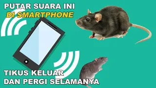 Sudah Terbukti !!! Suara Pengusir Tikus 100% Ampuh