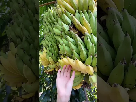 Beautiful Nature with Rural Life (P39) - Picking fruit in the garden