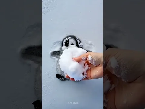The Real Reason Why You Should NEVER Touch A Penguin 🐧#shorts