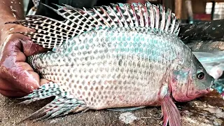 Amazing Tilapia Fish Cutting Skills In Bangladesh Fish Market II fastest fish cutting skills