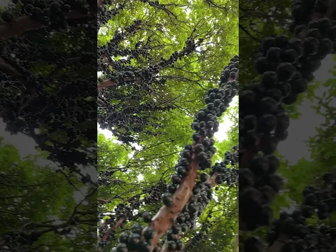 Farm fresh Brazilian grape fruit #fypシ #shorts