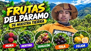 Frutas del Páramo Ecuatoriano que Pocos Conocen