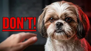 5 Things Shih Tzus ABSOLUTELY Hate