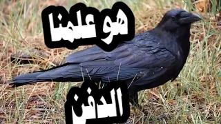 5 حقائق عن الغراب ستجعلك مذهولاً , معلومات عن طائر الغراب