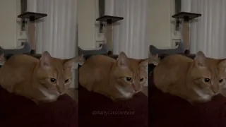 3 Orange Bouncing Cats for 12 Minutes Straight!