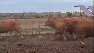 SEMENTALUZ#chorva#tiktok#instagram#farm#farming#cow#bull#ferma#geremfort#angus#avlikol#semental#buqa