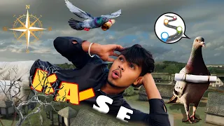 Aakhir kaise kabuter 🕊️ chitti  le jata hai 🤔 | sp kabuter club |