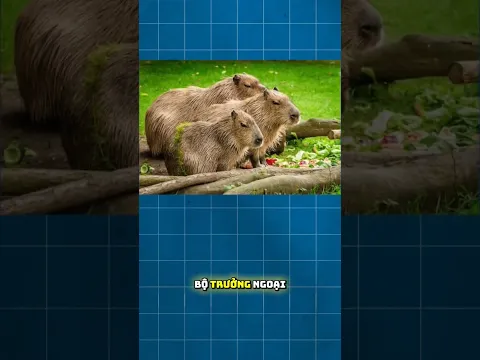 CAPYBARA SẼ TUYỆT CHỦNG? #nguyenphuongthao #capybara