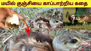 மயில் பொறித்த குஞ்சுகள்/ peacock chicks / மயில்/  🦚🐥🥚/ peacock chick in Tamil /#peacocktamil  🦚🦚