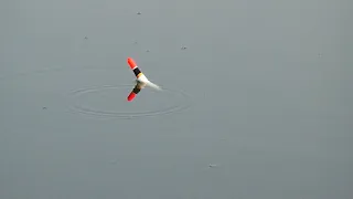 Best Fishing Video: Big Fish catch in Bor Beel Area