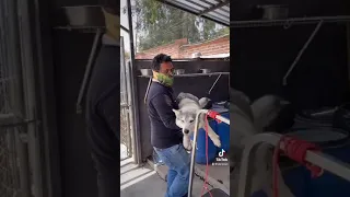 Cómo bañar a tu perro 🐕 🚿