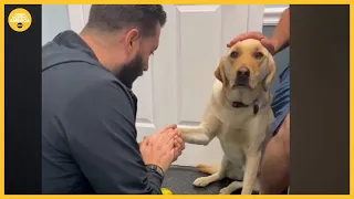 Video of injured dog learning to trust vet goes viral l GMA