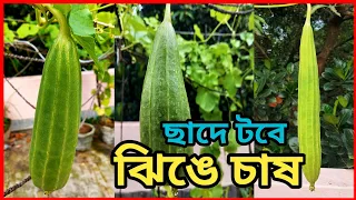 ছাদবাগানে টবে ঝিঙে চাষ পদ্ধতি ।। ঝিঙে চাষের সহজ পরিচর্যা ।।