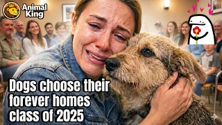 When Dogs Choose Their Humans — Adoption Stories