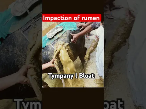 Tympany l bloat l Impaction of rumen l dr Umar Khan