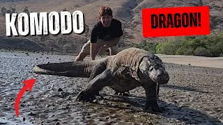 Face to Face with a Wild KOMODO DRAGON! (Dangerous Encounter)