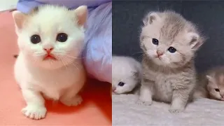 💕The Cutest Kitty Cats Videos Compilation Best Moment of the Cute Cat 2021 # 2 - CuteAnimalShare 😺😍😘
