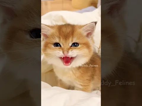 Adorable Kitten Moments 🧸😻💕 #cat #cute #cats #kitten