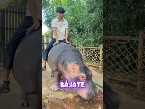 ¡Increíble! ¡Me subí a la espalda del simpático hipopótamo del zoológico!
