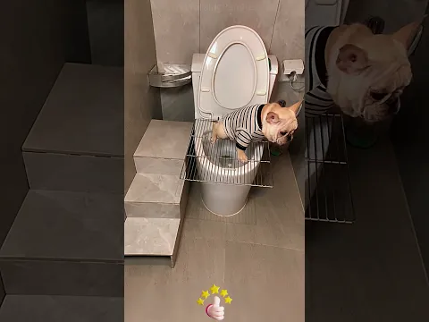 Self - made convenient auxiliary tool for pets to use the toilet