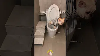 Self - made convenient auxiliary tool for pets to use the toilet