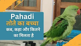 पहाड़ी तोते का बच्चा कितने का, कब और कहा मिलता है | Pahadi tote ka baccha full detail
