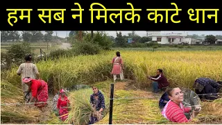आज हम लोगों के धान काटने भी हो गए फ़ाइनल 👍🥰#mehtashortsandvlogs 