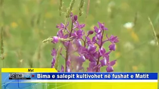 Mat  Bima e salepit kultivohet në fushat e Matit