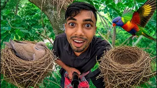 🕊️ Nature Lover হলে এই ঘুঘু পাখির বাসা অবশ্যই দেখুন!"!“Gacher mathay ghughu pakhir basa