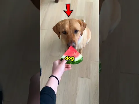 Never Give Your Dog a Small Bite 🐕