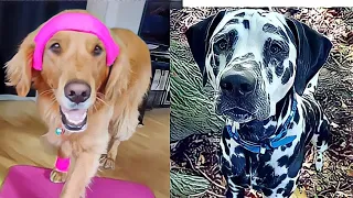 Goldmation, você conhece essa raça canina que mistura Dálmatas com Golden Retrievers?