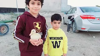 فراخ البط مع الأطفال Rubber Ducks at the Swimming Pool Nursery Cartoon Animation Video / Funny Baby