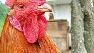 1st Day in a New Coop - Relaxing chicken coop moments ASMR