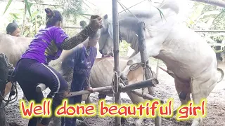 Well done, beautiful girl,Skilled breeding cows