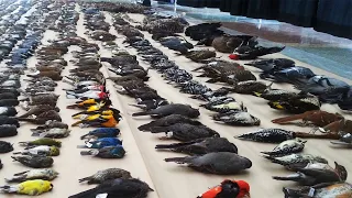 What is Going On? (Mass Bird Die-Off Across America!)