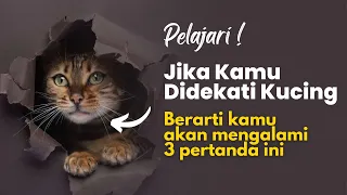 PELAJARI !! Jika Anda Didekati Kucing, Ada 3 Pertanda ini Dari Allah | Masyaallah..